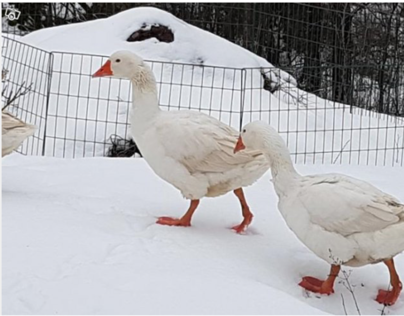 Stora svarta tuppar jävla vita kycklingar