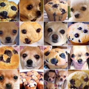 Muffin eller chihuahua?
